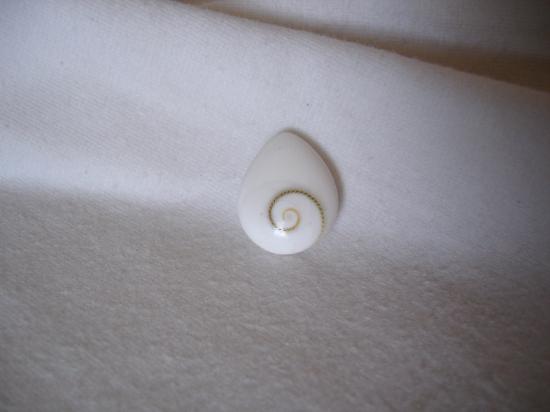 oeil de shiva