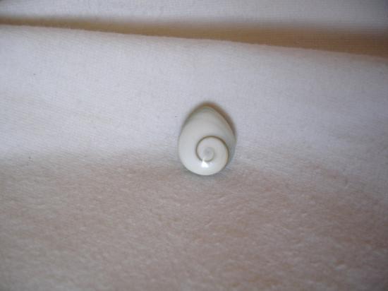 oeil de shiva