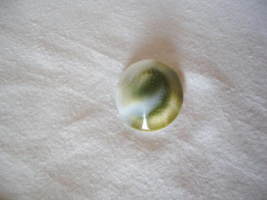 oeil de shiva poli